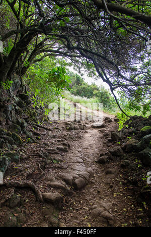 Sentier à Akoakoa Point, Polulu Valley, Grande Île d'Hawai'i, Hawaii, USA Banque D'Images