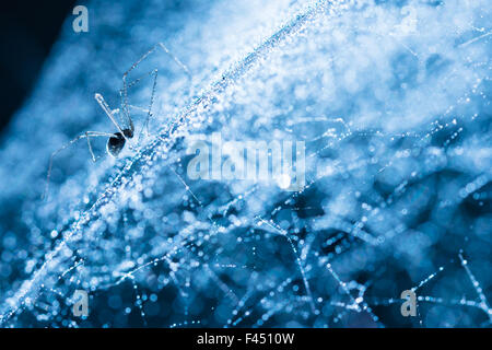 Sur Spider Spider web qui brille avec la lumière se reflétant sur gouttelettes Banque D'Images