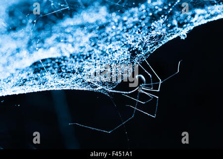 Sur Spider Spider web qui brille avec la lumière se reflétant sur gouttelettes Banque D'Images