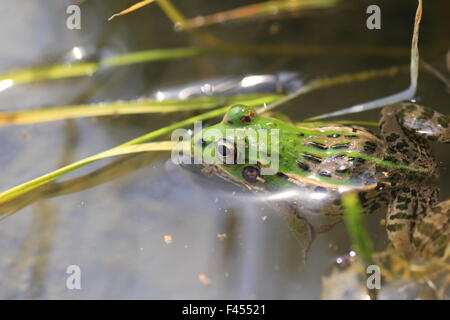 Daruma étang grenouille (Rana porosa brevipoda) au Japon Banque D'Images