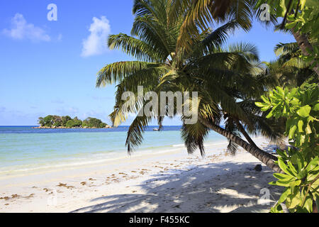 Belle plage Cote DOr et palm tree Banque D'Images