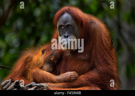 L'orang-outan de Sumatra (Pongo abelii) 'féminin' âgés de 24 ans, assise avec son bébé fille 'Global' âgés de 3-4 ans. Parc national de Gunung Leuser, Sumatra, Indonésie. Apr 2012. Remis en état et publié (ou les descendants de ceux qui ont été libérés) entre Banque D'Images