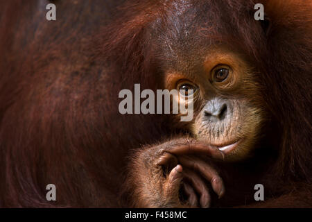 L'orang-outan de Sumatra (Pongo abelii) les femmes du baby 'Sumi' âgés de 2 à 3 ans portrait. Parc national de Gunung Leuser, Sumatra, Indonésie. Apr 2012. Remis en état et publié (ou les descendants de ceux qui ont été libérés) entre 1973 et 1995. Banque D'Images