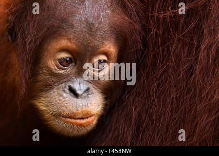 L'orang-outan de Sumatra (Pongo abelii) les femmes du baby 'Sumi' âgés de 2 à 3 ans portrait. Parc national de Gunung Leuser, Sumatra, Indonésie. Apr 2012. Remis en état et publié (ou les descendants de ceux qui ont été libérés) entre 1973 et 1995. Banque D'Images