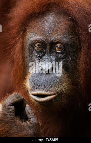 L'orang-outan de Sumatra (Pongo abelii) femmes 'Sandra' âgée de 22 ans portrait. Parc national de Gunung Leuser, Sumatra, Indonésie. Apr 2012. Remis en état et publié (ou les descendants de ceux qui ont été libérés) entre 1973 et 1995. Banque D'Images