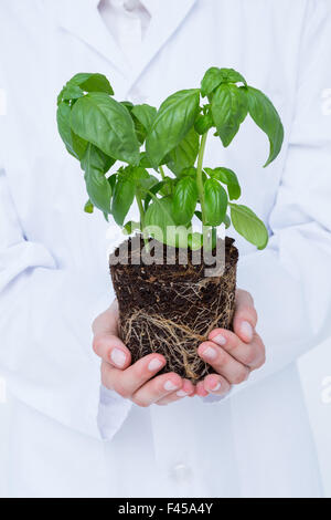 Doctor holing plante de basilic Banque D'Images