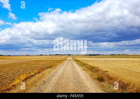 Carretera Boadilla del Camino - Itero de la Vega sur le Chemin de Saint-Jacques (Camino de Santiago), Castille et León, Espagne Banque D'Images