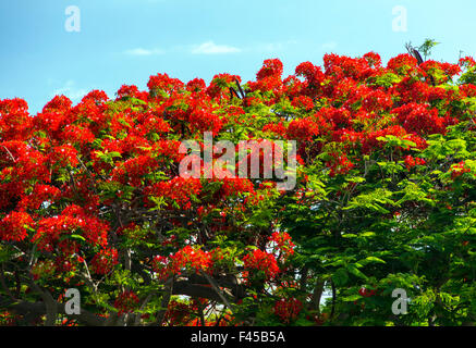 African Tulip Tree ou arbre de la flamme ; Spathodea Campanulata ; Grande Île d'Hawai'i ; USA Banque D'Images