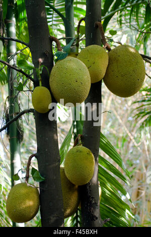 Jacquier Artocarpus heterophyllus arbre espèce au Sri Lanka Banque D'Images