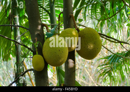 Jacquier Artocarpus heterophyllus arbre espèce au Sri Lanka Banque D'Images