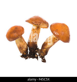 Groupe de champignons comestibles Suillus Banque D'Images