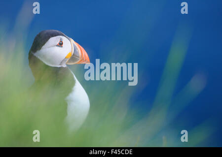 Macareux moine (Fratercula arctica) lors d'une colonie de reproduction. Fowlsheugh, Ecosse, juin. Banque D'Images