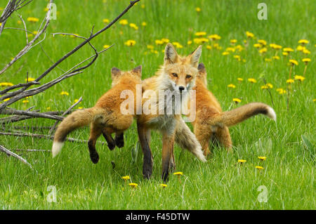 American red fox (Vulpes vulpes fulva) bébé sautant sur sa mère désintéressée. Parc National de Grand Teton, Wyoming, USA, mai. Banque D'Images