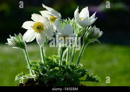 Pasque flower ; montagne ; alpin-fleur ; Banque D'Images