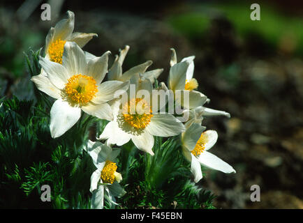 Pasque flower ; montagne ; alpin-fleur ; Banque D'Images