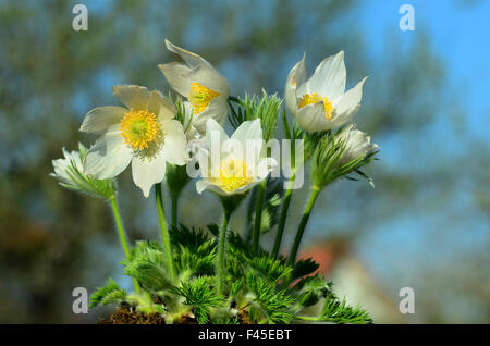 Pasque flower ; montagne ; alpin-fleur ; Banque D'Images