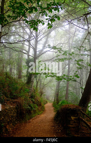 Les bois à l'extérieur de Portomarin sur le Chemin de Saint-Jacques (Camino de Santiago), Galice, Espagne Banque D'Images