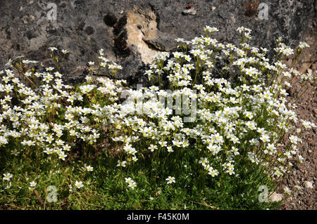 Saxifrage moussue Banque D'Images