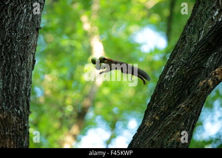 L'écureuil japonais (Sciurus lis) sautant d'arbre en arbre avec quatre noyer (Juglans ailantifolia) dans sa bouche, le Mont Yatsugatake, Nagano Prefecture, Japon, août. Les espèces endémiques. Banque D'Images