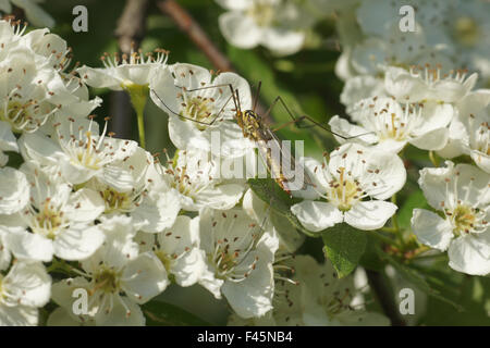 Sur l'aubépine cranfly vrai-blossoms Banque D'Images