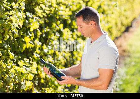 Man holding wine bottle et debout à côté de grapevine Banque D'Images