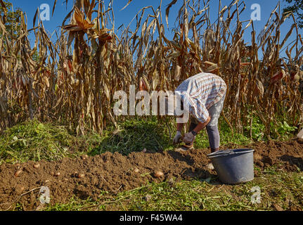 Senior woman farmer ramasser les pommes de terre dans un seau au moment de la récolte Banque D'Images