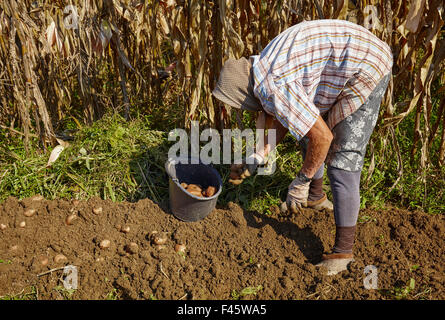 Senior woman farmer ramasser les pommes de terre dans un seau au moment de la récolte Banque D'Images