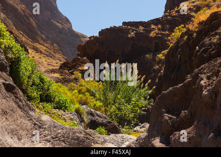 Célèbre canyon Masca à Tenerife - Canary Banque D'Images