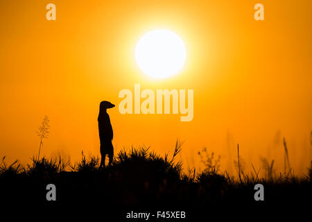 Meerkat (Suricata suricatta) alerte debout sur ses pattes au coucher du soleil, Makgadikgadi Pans, au Botswana. Banque D'Images