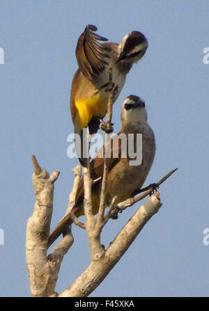 Bintan, Indonésie, Îles Riau. 15 Oct, 2015. BINTAN, INDONÉSIE - 15 OCTOBRE : l'évent jaune bulbul goiavier (Pycnonotus) vu le 15 octobre 2015 à Bintan, Indonésie, Îles Riau Province.L'évent jaune bulbul goiavier (Pycnonotus) est un membre de la famille de bulbul de passereaux. Il est sélectionneur résident en Asie du sud-est du sud de la Thaïlande et le Cambodge au sud à Bornéo et aux Philippines. Il se trouve dans une large variété d'habitats ouverts, mais pas en profondeur de la forêt. C'est l'un des oiseaux les plus communs dans les zones cultivées. Ils semblent être des nomades qui parcouraient d'un endroit à l'autre regularl Banque D'Images