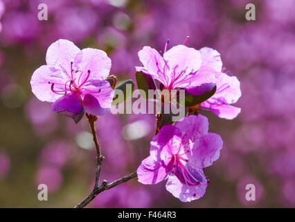 Libre tourné de Rhododendron dauricum fleurs Banque D'Images