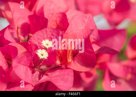 Fleurs de bougainvillées rose close up Banque D'Images