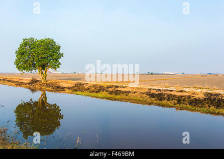 Reflet d'arbre en rizière sous le ciel bleu Banque D'Images