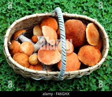 Belle photo avec panier de champignons Boletus colorés Banque D'Images