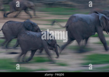 African éléphant de forêt (Loxodonta Africana cyclotis) en travers de Dzanga Bai en début de soirée, le Parc National de Dzanga-Ndoki en République centrafricaine, Banque D'Images