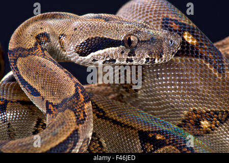 Pearl Island (Boa Boa constrictor sabogae) Banque D'Images