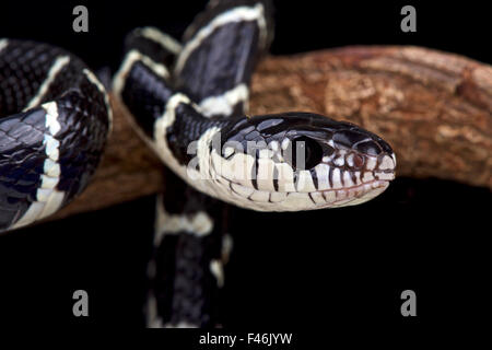 Noir et blanc serpent Boiga dendrophila (mangrove) Banque D'Images