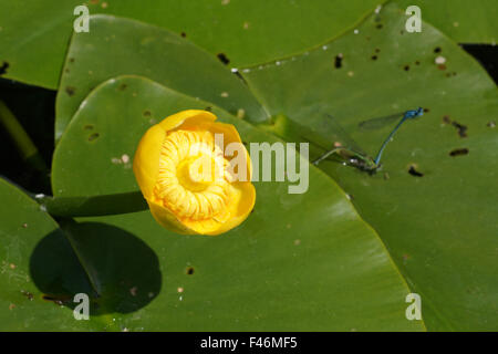 Nénuphar jaune Banque D'Images