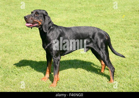 Portrait de chien de chasse polonaise noire Banque D'Images