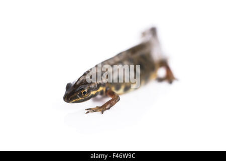 Smooth newt on white background Banque D'Images