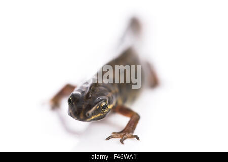 Smooth newt on white background Banque D'Images