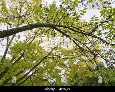 Le liège de l'amour les branches d'arbres contre le ciel en Suède en octobre. Banque D'Images