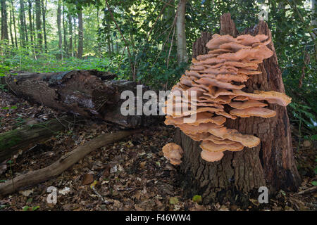 Polypore géant ou noir-coloration polypore (Meripilus giganteus), Province de Drenthe, Pays-Bas Banque D'Images