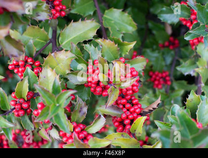 Buisson de houx Ilex meserveae avec figuier de feuilles et fruits rouges de Stockholm (Suède) en octobre. Banque D'Images