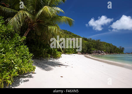 Une plage de sable blanc avec des palmiers, le parc national marin de Port Launay, l'île de Mahé, Seychelles Banque D'Images