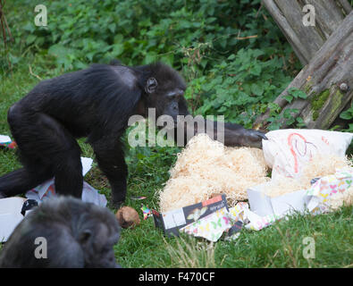 Edinburgh, Royaume-Uni. 15 octobre, 2015. Cindy le Zoo d'Édimbourg du chimpanzé a son 50e anniversaire. Cindy est né le 15 octobre 1965. Cindy est l'une des plus anciennes des chimpanzés whitin le groupe des 18 à la piste de Budongo RZZs au Zoo d'Édimbourg. Pako Mera/Alamy Live News. Banque D'Images