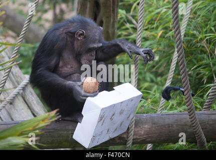 Edinburgh, Royaume-Uni. 15 octobre, 2015. Cindy le Zoo d'Édimbourg du chimpanzé a son 50e anniversaire. Cindy est né le 15 octobre 1965. Cindy est l'une des plus anciennes des chimpanzés whitin le groupe des 18 à la piste de Budongo RZZs au Zoo d'Édimbourg. Pako Mera/Alamy Live News. Banque D'Images