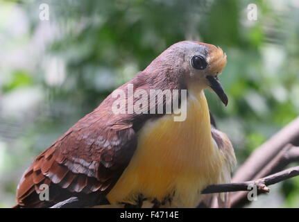 Cannelle moulue de Nouvelle-Guinée (dove Gallicolumba rufigula), alias Golden Heart pigeon ou colombe terrain à gorge rouge Banque D'Images