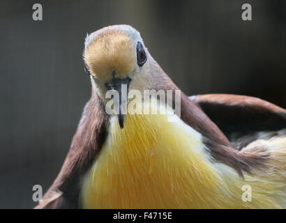 Cannelle moulue de Nouvelle-Guinée (dove Gallicolumba rufigula), alias Golden Heart pigeon ou colombe terrain à gorge rouge Banque D'Images