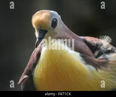 Cannelle moulue de Nouvelle-Guinée (dove Gallicolumba rufigula), alias Golden Heart pigeon ou colombe terrain à gorge rouge Banque D'Images